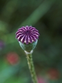 Papaver orientale Mak wschodni